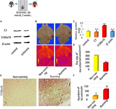 Running Promotes Transformation of Brain Astrocytes Into Neuroprotective Reactive Astrocytes and Synaptic Formation by Targeting Gpc6 Through the STAT3 Pathway